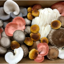 Photo of Eden Towers Gourmet Mushrooms Assorted Punnets