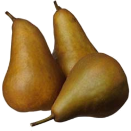 Photo of Pears Beurre Bosc Rw