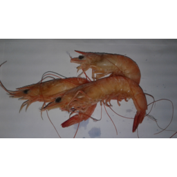 Photo of Prawns Endeavours 10/20 Box Cooked