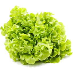 Photo of Lettuce Green Oak (Each).