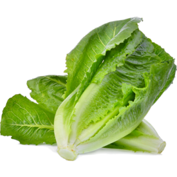 Photo of Lettuce COS