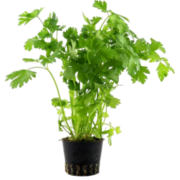 Photo of Potted Fresh Parsley