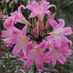 Photo of Bulb Belladonna Lily Pink Bty B