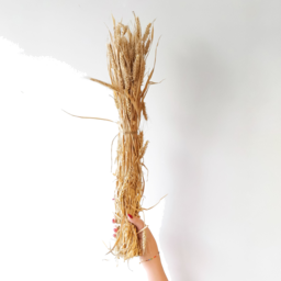Photo of Wheat Bunch