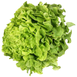 Photo of Lettuce Asst Hydro