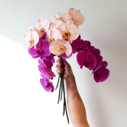 Photo of Orchid Phalaenopsis Stems