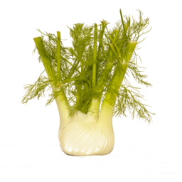 Photo of Baby Fennel