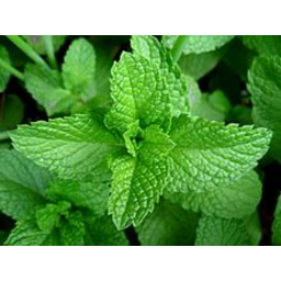 Photo of Herbs - Mint 50g