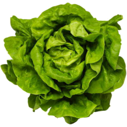 Photo of Lettuce Buttercrunch Green