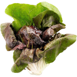 Photo of Lettuce - Raddicio