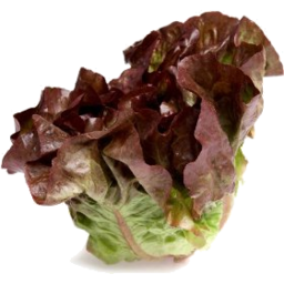 Photo of  Lettuce Green/Red Ea