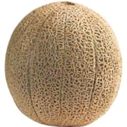Photo of Melon Canteloupe Whole