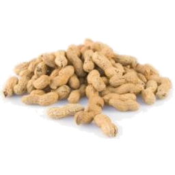 Photo of Yummy Peanut In Shell