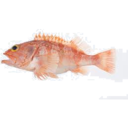 Photo of Coral Perch