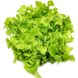 Photo of Lettuce - Green Oak