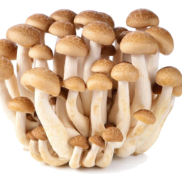Photo of Mushrooms Shimeji Punnet