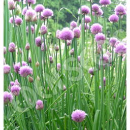 Photo of Select Seeds Seeds - Chives