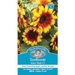 Photo of Seed Sunflower Solar Flash B