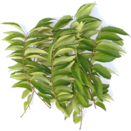 Photo of Herb - Curry Leaves Pack