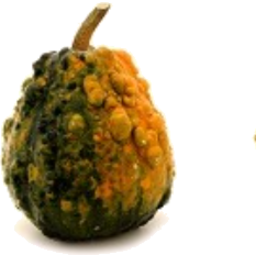 Photo of Gourd Ornamental Small