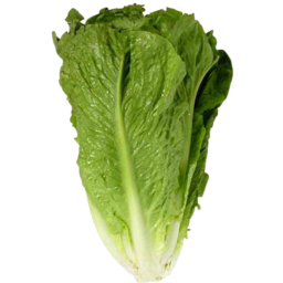 Photo of Lettuce - Cos - Cert Organic