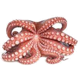 Photo of Whole Octopus