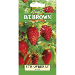 Photo of DT Brown Strawberry Alpine Seeds