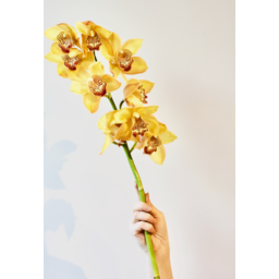 Photo of Orchid Cymbidium
