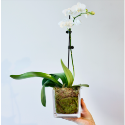 Photo of Phalaenopsis In Glass Vase