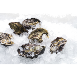 Photo of Live Oysters (1 Dozen)