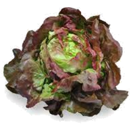 Photo of Mign Lettuce