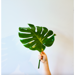 Photo of Monstera Leaves