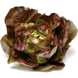 Photo of Lettuce Mignioette