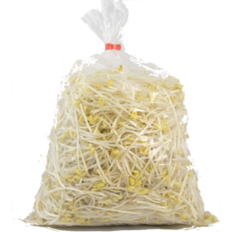 Photo of Bean Sprout 1k