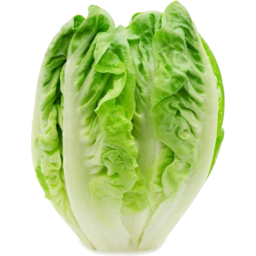Photo of Org Lettuce Cos Each