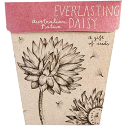 Photo of Gift Of Seeds Everlasting Daisy