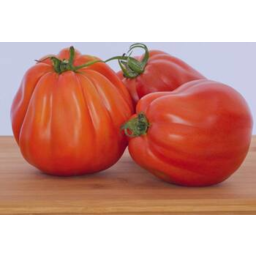 Photo of Tomatoes Rugantino