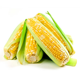 Photo of Corn Ear