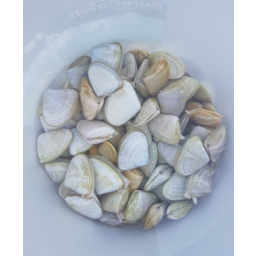Photo of Bait Pippies 500gm