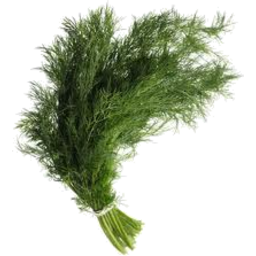 Photo of Dill - Bunch