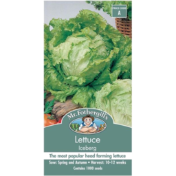 Photo of Seed Lettuce Iceberg A packet