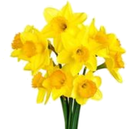 Photo of Daffodil Day Bunch 