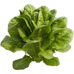 Photo of Lettuce Cos Org