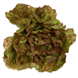 Photo of Lettuce Mesclun