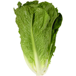 Photo of Cos Lettuce Each