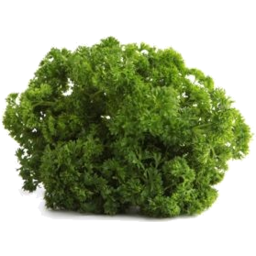 Photo of Parsley Curly