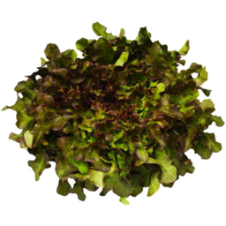Photo of Red Coral Lettuce