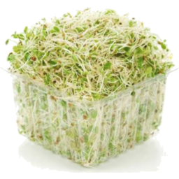 Photo of Alfalfa - Sprouts Punnet