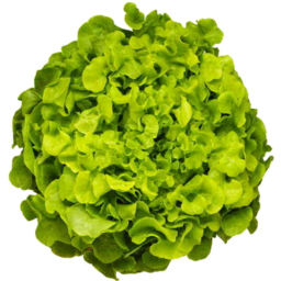 Photo of Green Coral Lettuce