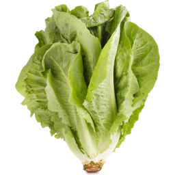 Photo of Lettuce - Mini Cos